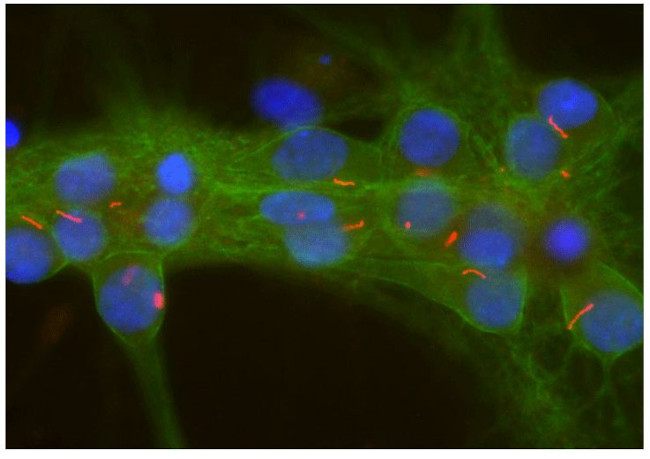 Adenylate Cyclase 3 Antibody in Immunocytochemistry (ICC/IF)