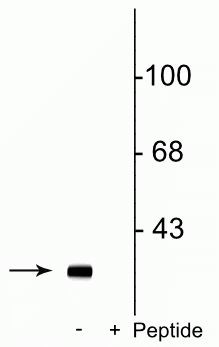 Phospho-DARPP-32 (Ser137) Antibody in Western Blot (WB)