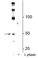 Phospho-EEF1A2 (Ser358) Antibody in Western Blot (WB)