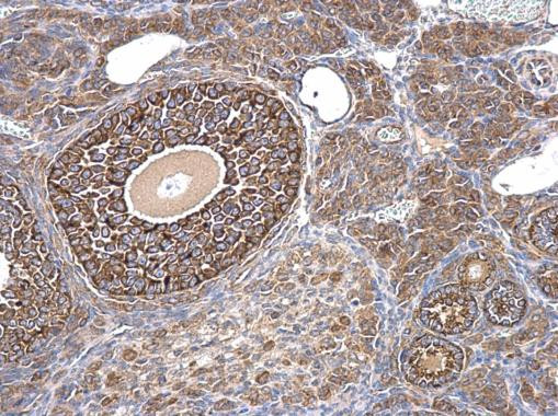 AMH Antibody in Immunohistochemistry (Paraffin) (IHC (P))