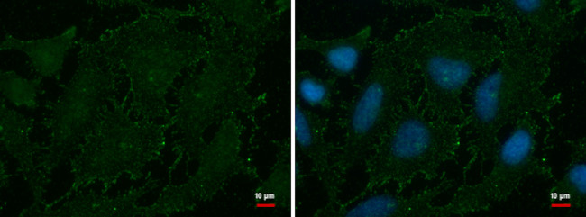 AOC2 Antibody in Immunocytochemistry (ICC/IF)