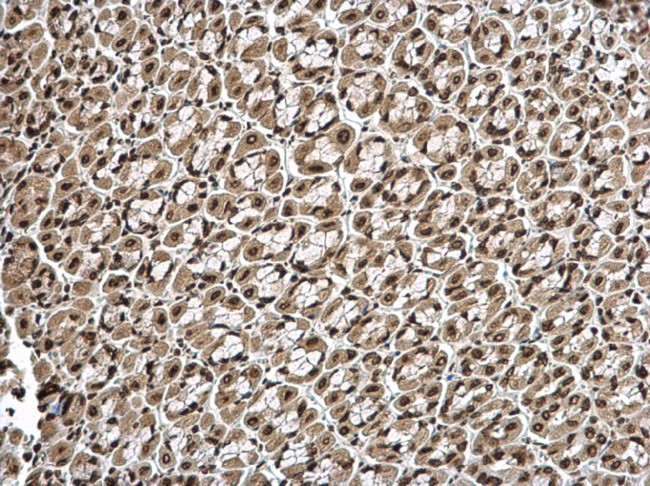 Histone H1.3 Antibody in Immunohistochemistry (Paraffin) (IHC (P))