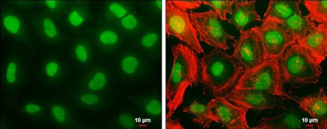 Histone H1.3 Antibody in Immunocytochemistry (ICC/IF)