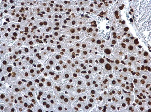 Histone H2A Antibody in Immunohistochemistry (Paraffin) (IHC (P))