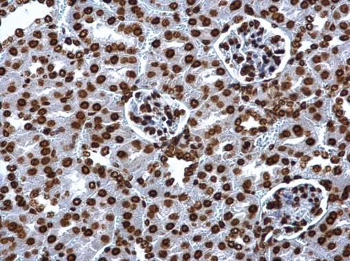 Histone H2A Antibody in Immunohistochemistry (Paraffin) (IHC (P))