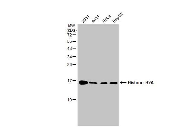 Histone H2A Antibody in Western Blot (WB)