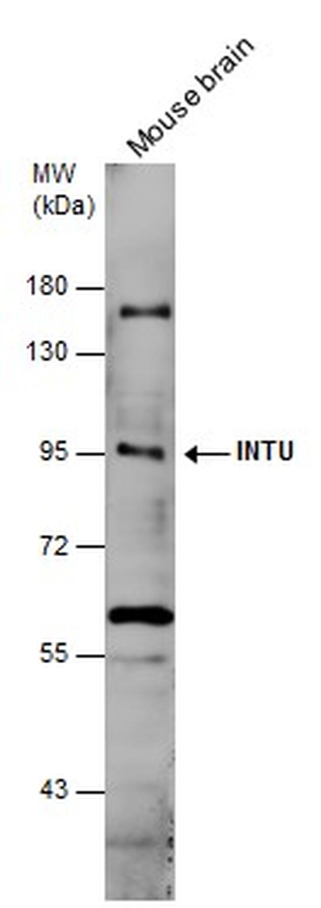 INTU Antibody in Western Blot (WB)