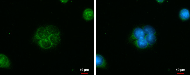 IQCC Antibody in Immunocytochemistry (ICC/IF)