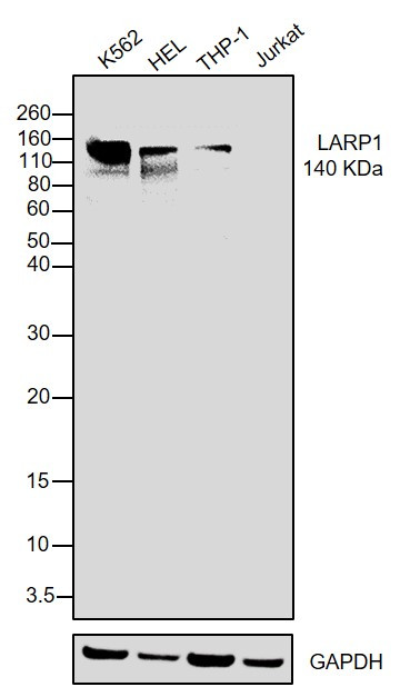 LARP1 Antibody