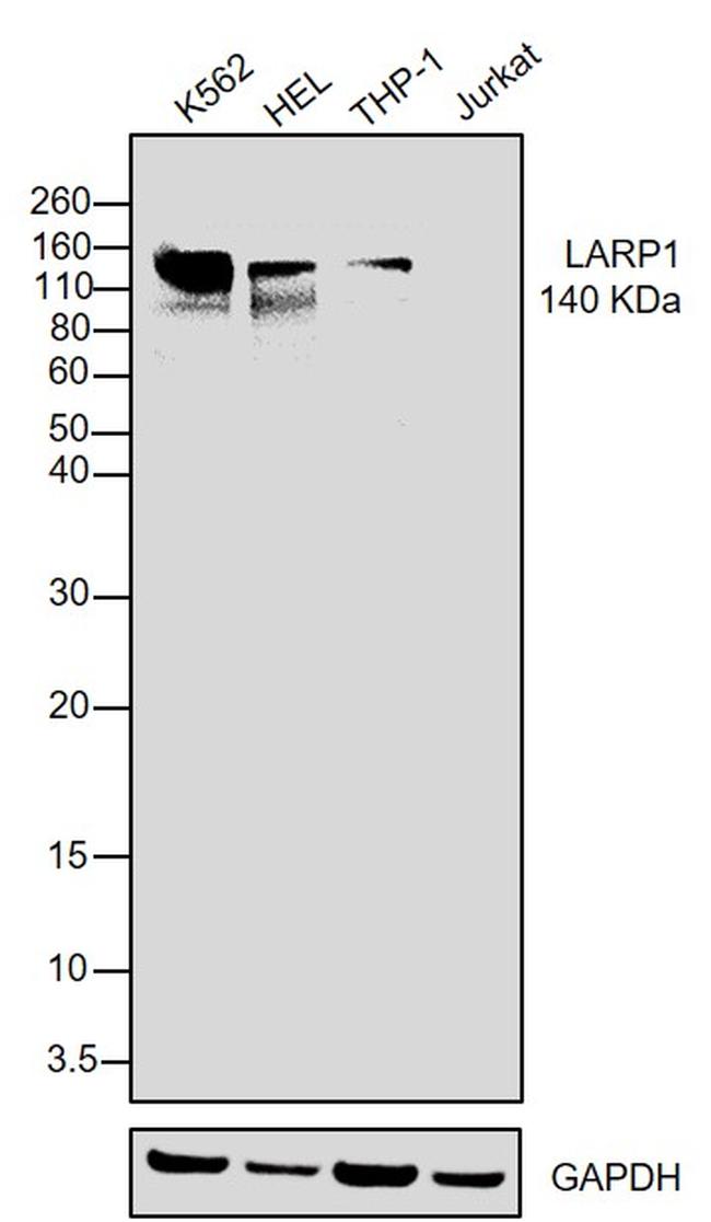 LARP1 Antibody in Western Blot (WB)