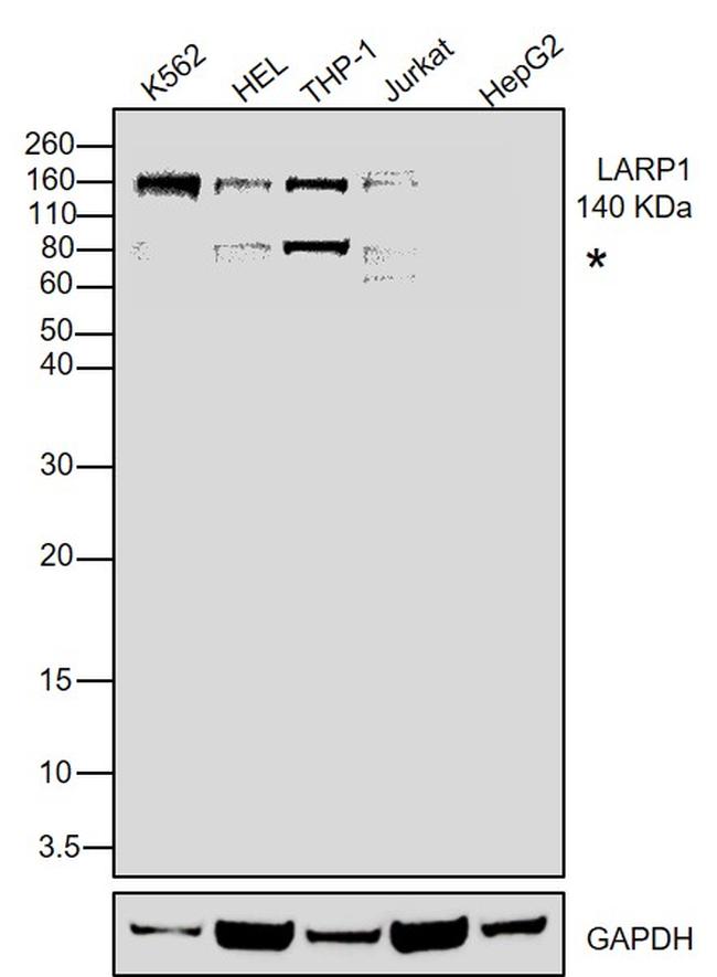 LARP1 Antibody in Western Blot (WB)