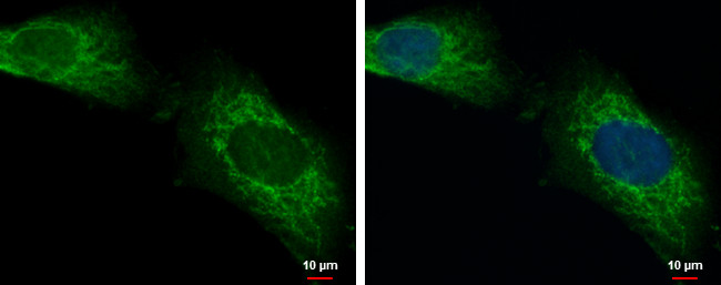 LONRF2 Antibody in Immunocytochemistry (ICC/IF)