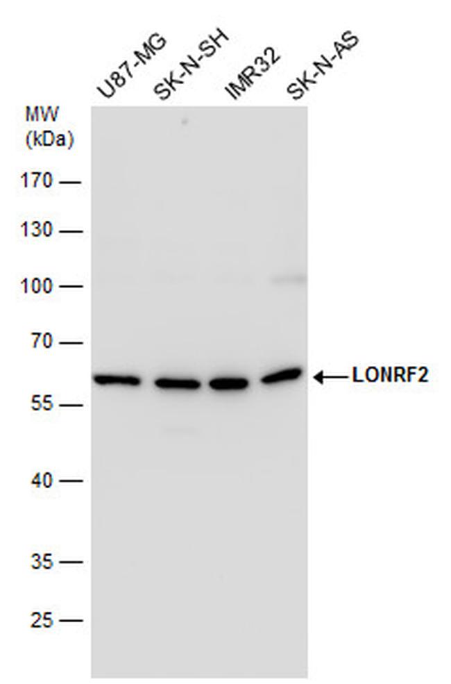 LONRF2 Antibody in Western Blot (WB)