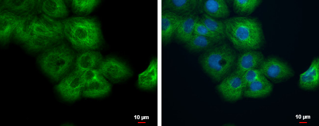 MAP4 Antibody in Immunocytochemistry (ICC/IF)