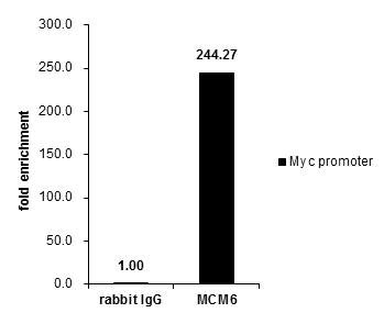 MCM6 Antibody in ChIP Assay (ChIP)