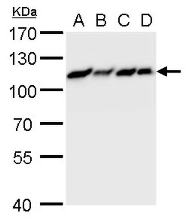 MCM6 Antibody in Western Blot (WB)