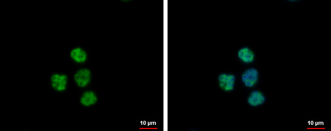 NTMT1 Antibody in Immunocytochemistry (ICC/IF)