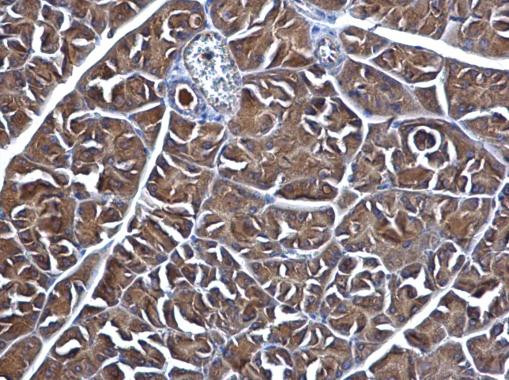 Mgea5 Antibody in Immunohistochemistry (Paraffin) (IHC (P))