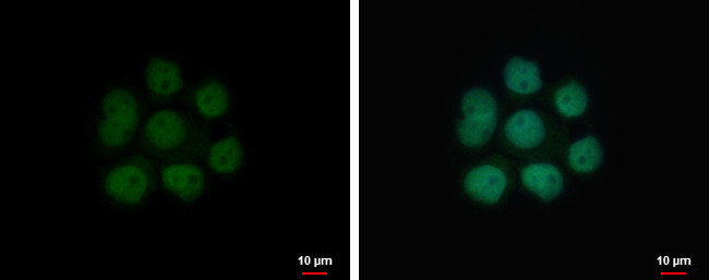 NFIA Antibody in Immunocytochemistry (ICC/IF)