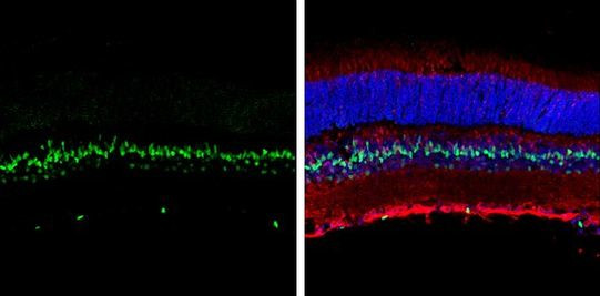 NFIA Antibody in Immunohistochemistry (Frozen) (IHC (F))