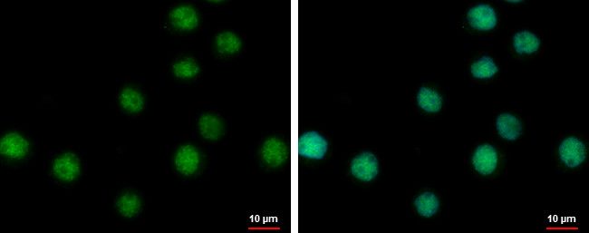 NABP1 Antibody in Immunocytochemistry (ICC/IF)