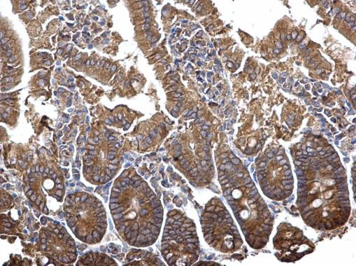 PLSCR4 Antibody in Immunohistochemistry (Paraffin) (IHC (P))