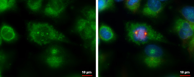 SDCCAG8 Antibody in Immunocytochemistry (ICC/IF)