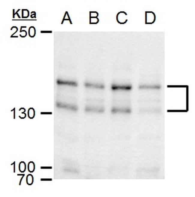 SPAG5 Antibody in Western Blot (WB)