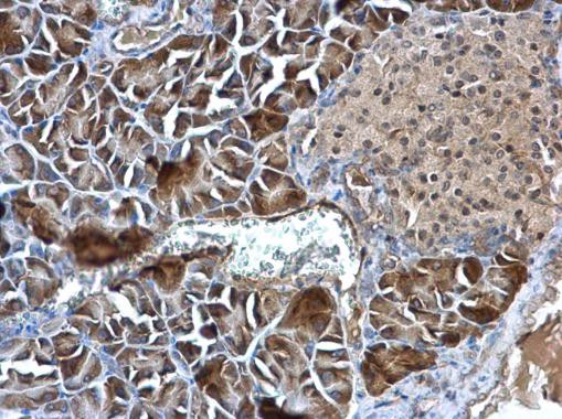 STC1 Antibody in Immunohistochemistry (Paraffin) (IHC (P))