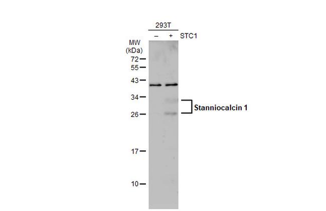 STC1 Antibody in Western Blot (WB)