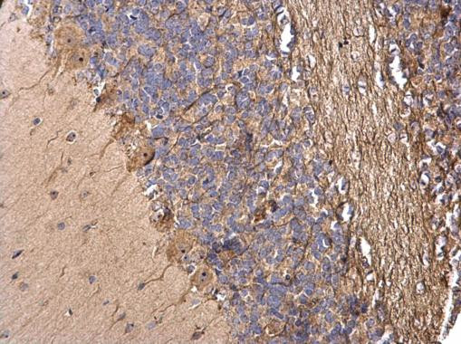 TMF1 Antibody in Immunohistochemistry (Paraffin) (IHC (P))