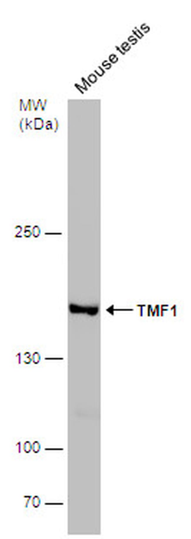 TMF1 Antibody in Western Blot (WB)