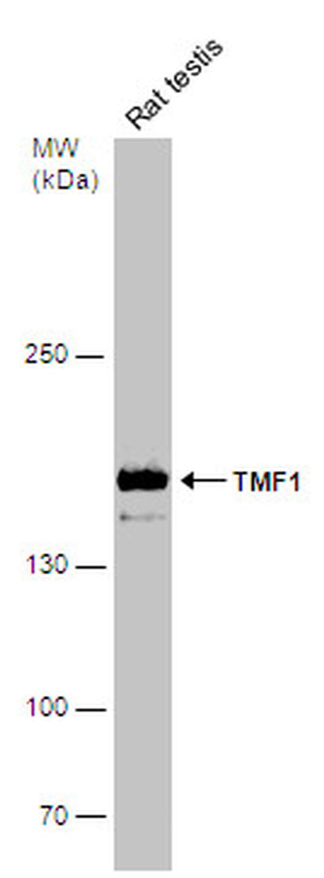 TMF1 Antibody in Western Blot (WB)