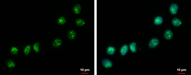 C20orf10 Antibody in Immunocytochemistry (ICC/IF)