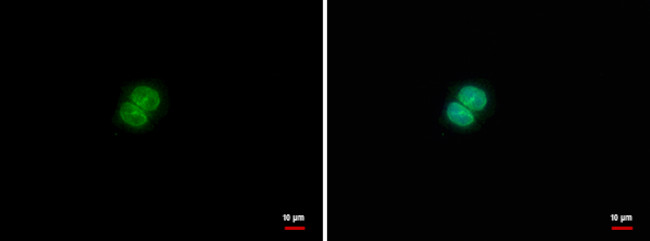 U2AF1L4 Antibody in Immunocytochemistry (ICC/IF)