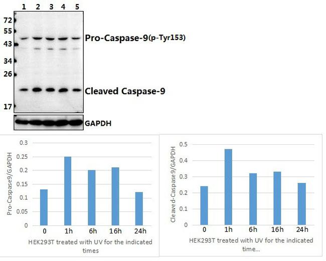 Phospho-Caspase 9 (Tyr153) Antibody in Western Blot (WB)