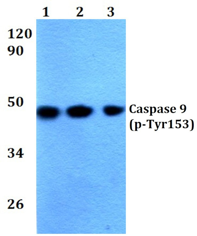 Phospho-Caspase 9 (Tyr153) Antibody in Western Blot (WB)