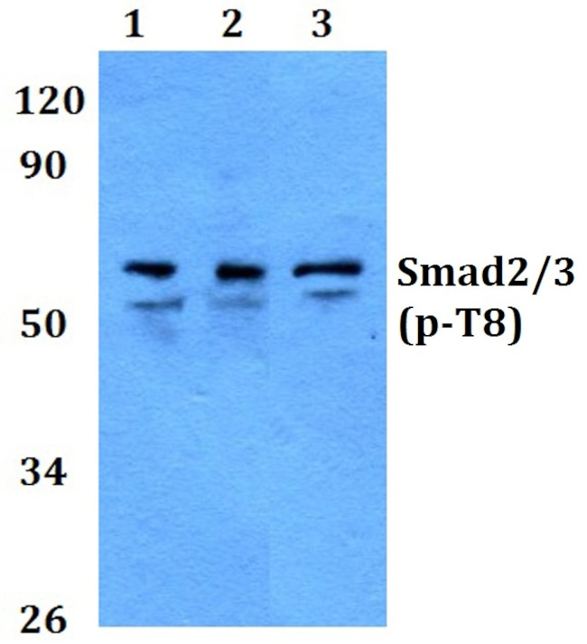 Phospho-SMAD2/SMAD3 (Thr8) Antibody in Western Blot (WB)