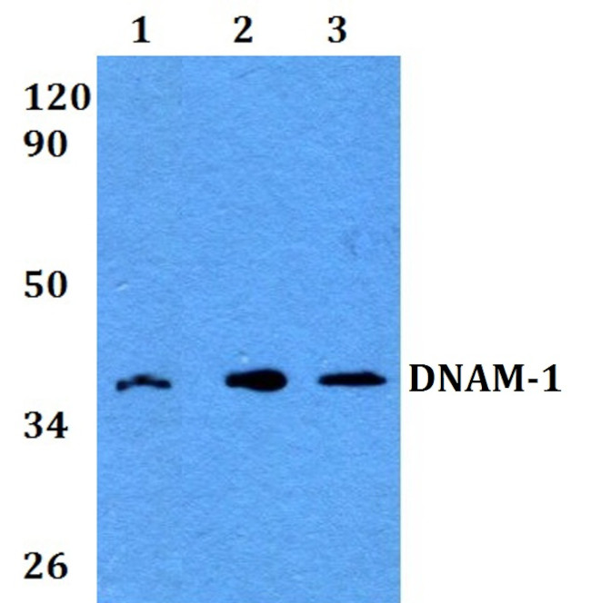 CD226 Antibody in Western Blot (WB)