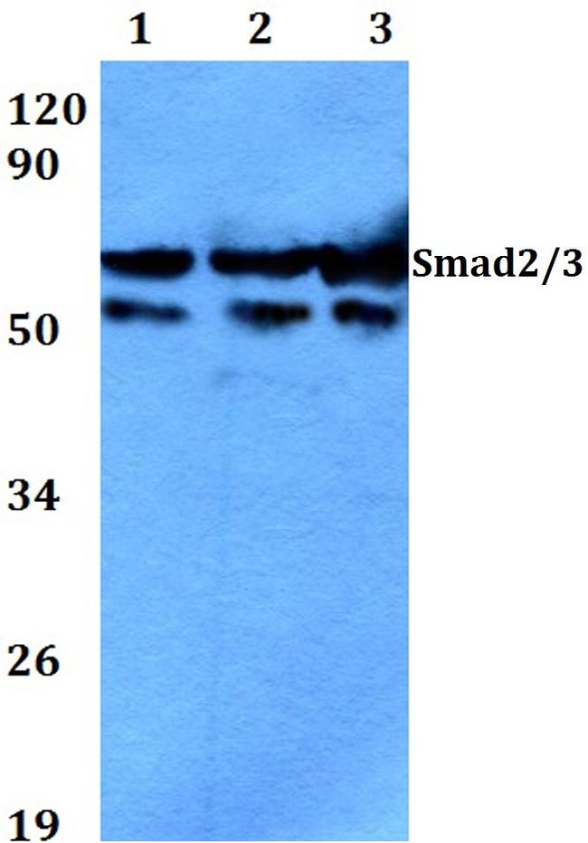 SMAD2/SMAD3 Antibody in Western Blot (WB)