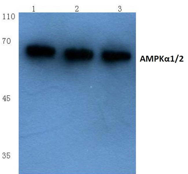 AMPK alpha-1,2 Antibody in Western Blot (WB)