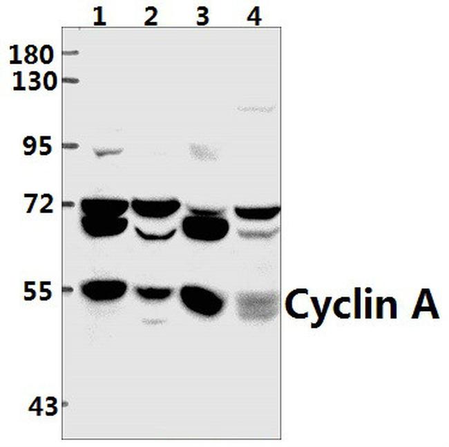 Cyclin A Antibody in Western Blot (WB)