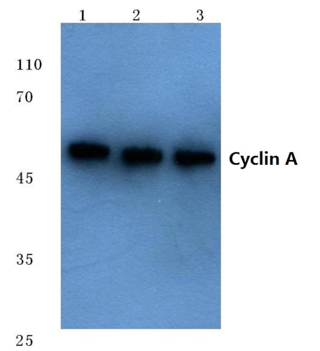 Cyclin A Antibody in Western Blot (WB)