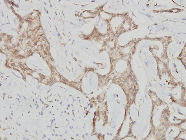 Cyclin G1 Antibody in Immunohistochemistry (Paraffin) (IHC (P))