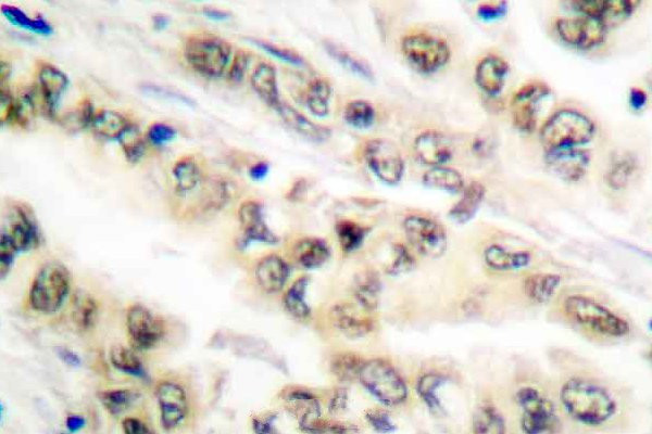 E2F4/E2F5 Antibody in Immunohistochemistry (Paraffin) (IHC (P))