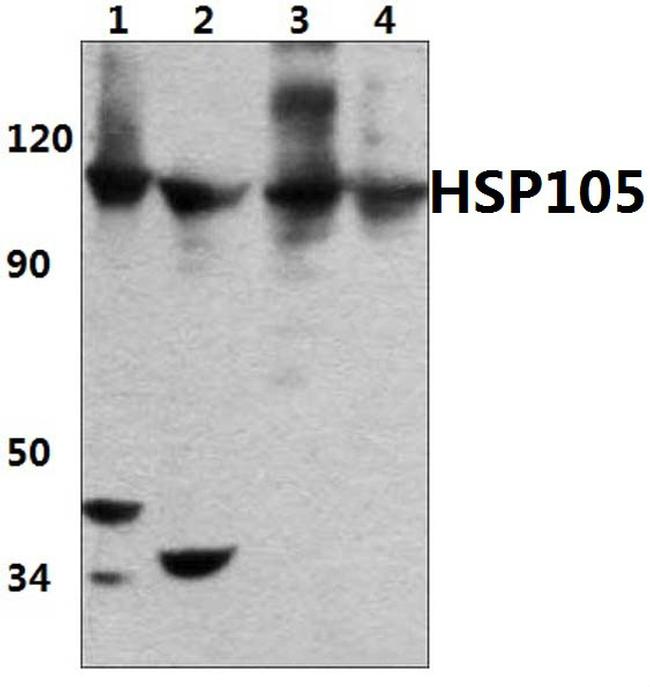 HSP105 Antibody in Western Blot (WB)