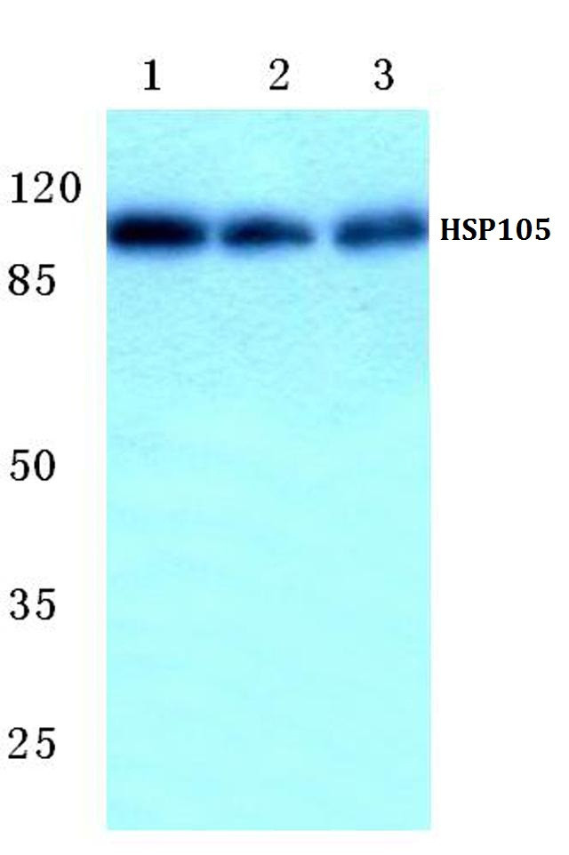 HSP105 Antibody in Western Blot (WB)