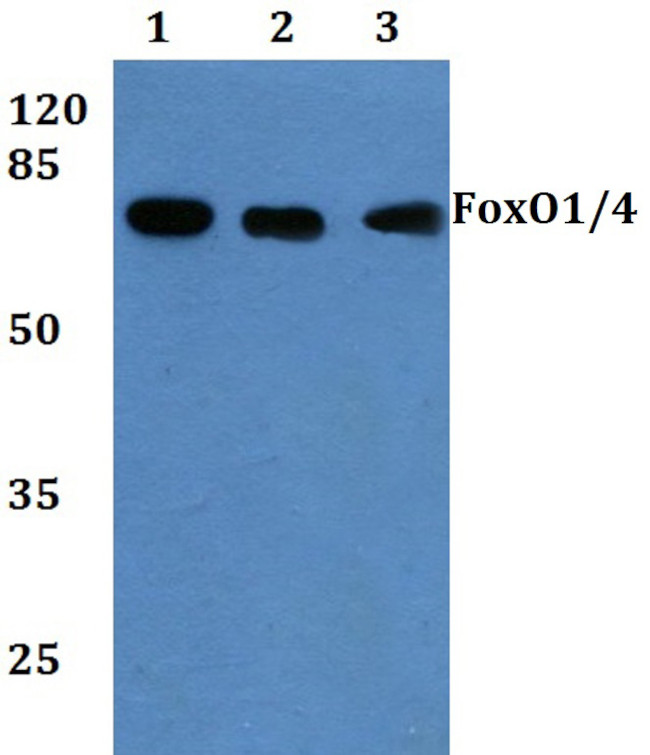 FOXO1/FOXO3/FOXO4 Antibody in Western Blot (WB)