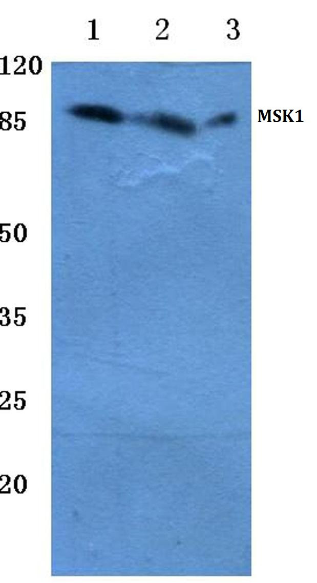 MSK1 Antibody in Western Blot (WB)