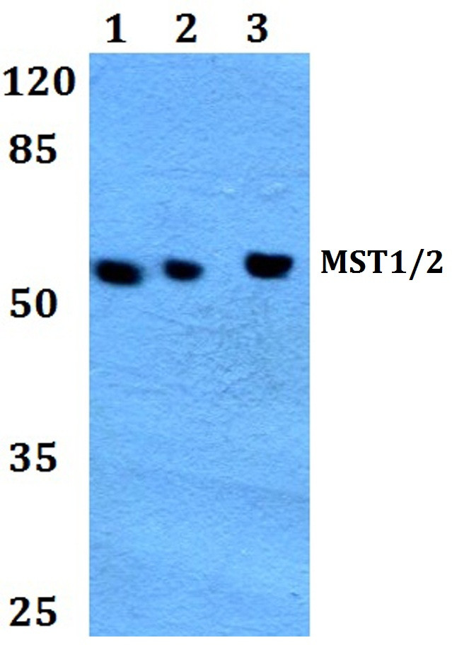 MST1/MST2 Antibody in Western Blot (WB)